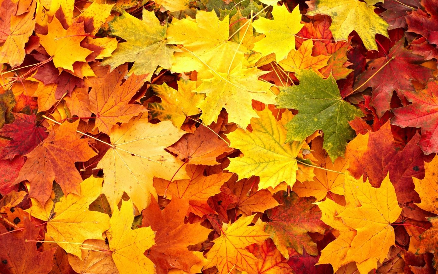 Colori autunno contenuti digitali isola di comunicazione